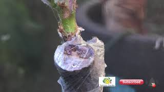 如何提高葡萄在伤流期嫁接的成功率？How to increase the success rate of grape grafting during the vine bleeding period？