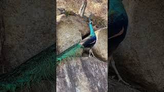 The peacock 🦚 in mood of dance #shorts #peacock #dance #animal #docinfo22 #wildlife #planet #bbc