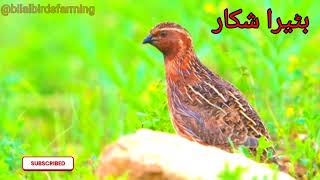 Batair ka shikar 2023 | Kirak aor Jal k sath Shikar||Quail Hunting 2023|| How to Catch Common Quail