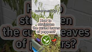 How to straighten the curled leaves of peppers? #garden #shortvideo #youtubeshorts #plants #video