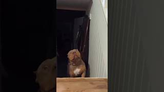 Funny Dogs 🐶🐶 Episode7 #shorts