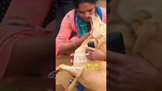 Heartwarming reunion of a Dog in Wayanad|#landslide#love#humanity#army#hearttouching