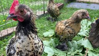 2 Month Old Bantam Chicks | Lemon Millefleur Sablepoot Bantam Chickens