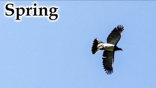 Early Spring, Sun, Birds & Lots of Green Growth #4k #newzealand #birds #nature  #landscape