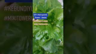 DIY Hidroponics Tower - Time to Harvest Lettuce #KebunDIYLaman #MikiVerticalGarden