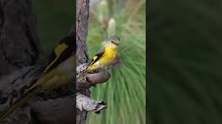 Long tailed Minivet searching for her prey  #birdslover #birds#ytshorts #shorts #ytshort #short