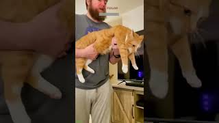 🐕 Funny cat videos 🤣📷 #cat #catlover #funnycat #cathouse Ep 1153