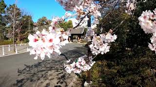 Awan Bunga Sakura isyarat Bahawa Musim Bunga telah Muncul di tengah Japan