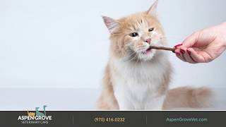 Dental Care for Cats