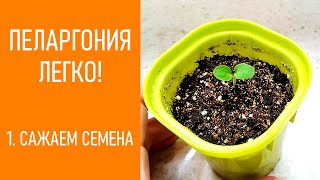 ПЕЛАРГОНИЯ - ЛЕГКО! Сажаем семена пеларгонии