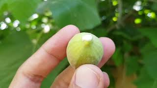 anjeer tree in my garden | plant of anjeer | new fresh growthing figs of anjeer 2020 |