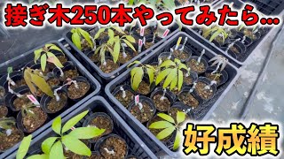 接ぎ木を250本やってみたら．．．．