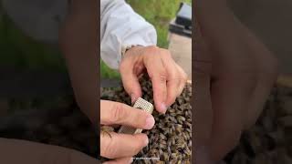 Queen bee marking and caging