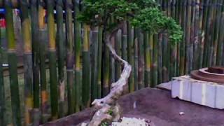 bonsai coconut tree and collections items