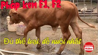 Nuôi bò| Bò con F1, F2 đẹp (con giống để vỗ béo)