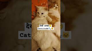 viral cat video 😍🥰 #cat #shortsviral #trending #cute