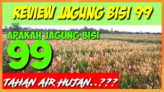 TERBUKTI‼️JAGUNG BISI 99 TAHAN CUACA HUJAN||PROVEN‼️CORN BISI 99 WEATHER RESISTANT