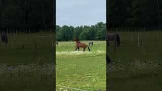 RAMBUNCTIOUS YOUNGERS #horse #shorts