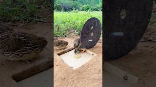 Create Unique Bird Trap - DIY Quail Trap #shorts