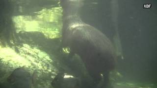 Capibara (Hydrochoerus hydrochaeris) [HD]