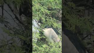 Black -Crowned Night Heron interesting behaviour after seeing the Bird watcher #ytshorts #shorts