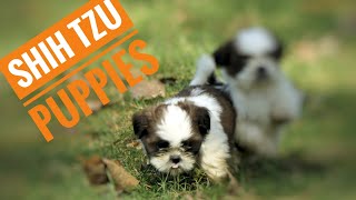 SHITZU PUPPIES|| cute puppies|| #dog #dogs #doglover