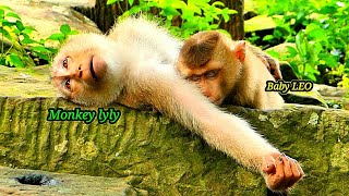 Wow..! Great Monkey Lyly tries to comfort Poor Baby LEO to Sleep cuz Mom Libby leaves him alone.