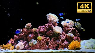 4K Real Aquarium Music Live | Beautiful Fish Tank for Meditation, Sleep & Stress Relief (12h)