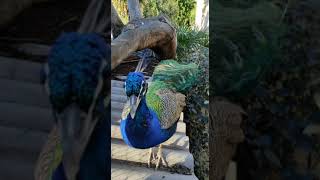 Павлин кушает с руки! Ручные павлинчики! Feeding the peacocks!