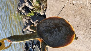 早钓鱼晚钓虾中午钓个大王八之休斯顿甲鱼篇-鱼吕行Albert Fish On-Fishing Soft-Shelled Turtle In Houston