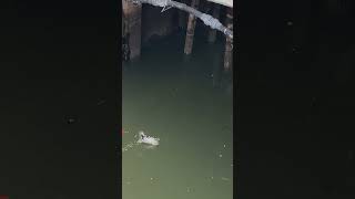 Bangkok, Thailand In Southeast Asia. Watching a Local Fishermen Fishing.