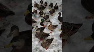 Ducks