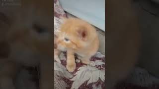 #cat #cats #tiktok #shorts #ghoul #маты #дота2 #дота #edit #одиночество #кот #коты #кошки #танки #on