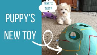 PUPPY IS SCARED OF HIS NEW TOY?!