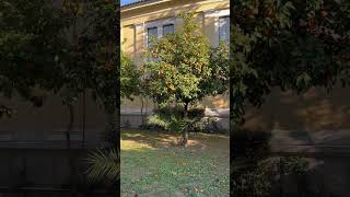 Greece street #mandarin #athensgreece #citrus #citrustree in Athens