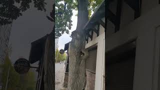 Осень 🍂🍄🍁 обострение🤣 #top #прикол #смешные #memes #смех #tiktok #юмор #осень #ютуб #video #shorts