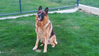 German Shepherd 10 years old ,VALENTINO VOM HAMMELSBACHER HOFF