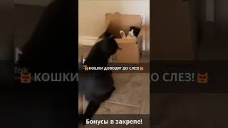 🐾Кошки-комики: смешные приколы, которые рассмешат!😹 Выпуск 824