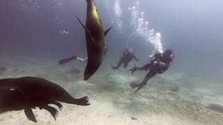 Diving with Sea Lions | La Paz | Mexico