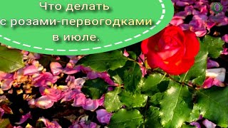 Что делать  с розами-первогодками в июле. Питомник растений Е. Иващенко