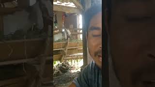 2 THN ternak kambing bisa bangun rumah beli motor