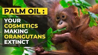 Palm Oil | Your Cosmetics Might Be Making Orangutans Extinct