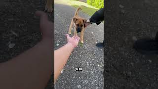 Bébé staff&malinois😳. #video #chiots #puppy #malinois #staff #dog #chien #shorts