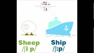 Sheep VS ship