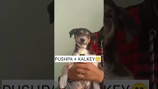 pushpa + kalkey 😆😆😆 #shorts #viral #shorts