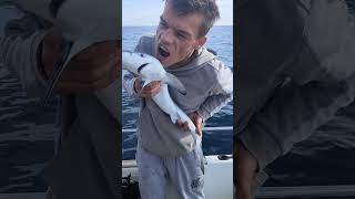 Tiny Terror Revealed: Unveiling our Blue Shark Pup Catch!"