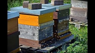 Build a beehive + make  honey - Bienenstock bauen + Honig machen / Ranch Sim