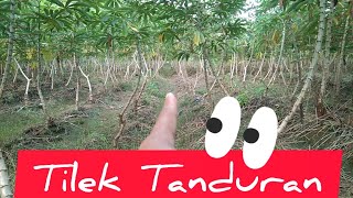 Update Kondisi Tanaman Singkong