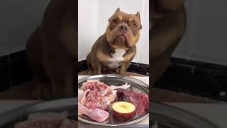 BEST DOG EATING FOOD #dogfood #dog #eating #tiktok #douyin #shorts