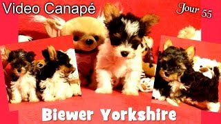 Bébés Biewer Yorkshire Terrier Puppies - Jour 55 - Vidéo Canapé 1